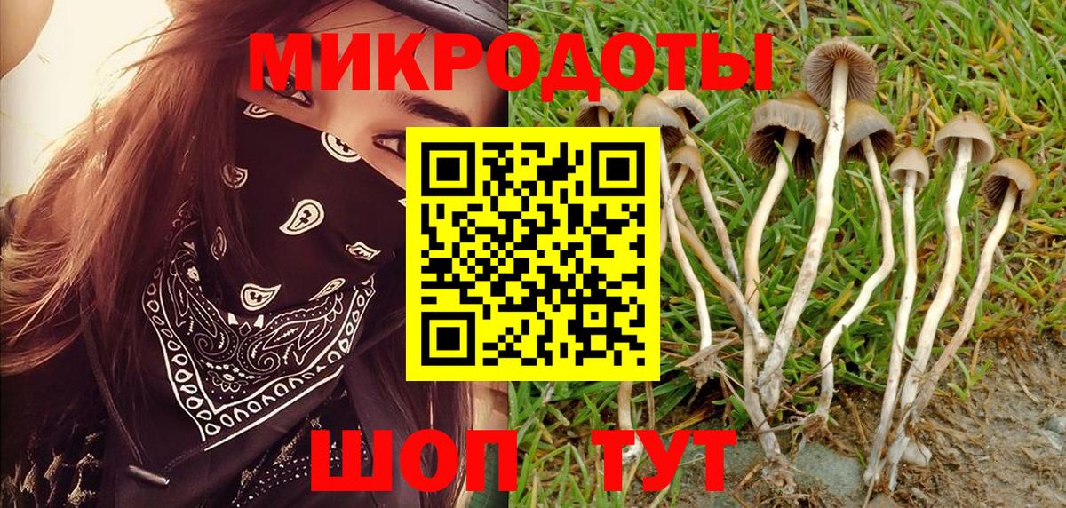 Галлюциногенные грибы Psilocybine cubensis Советская Гавань
